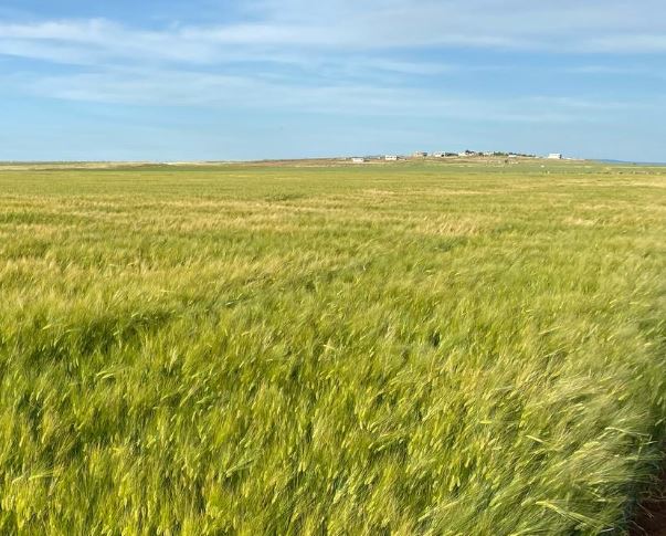 Buğdayda Verimi Artıran Tohumluk Seçimi